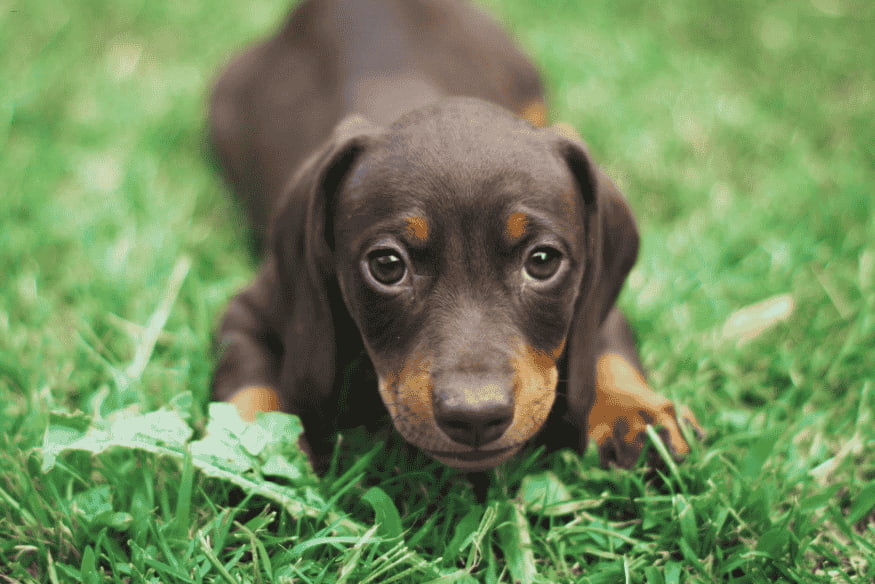 Filhote de cachorro marrom e preto deitado na grama, olhando atentamente para a câmera.