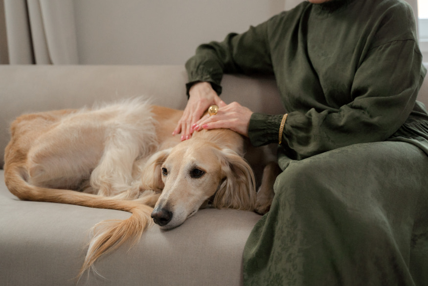 Mulher acariciando cão relaxado no sofá para acalmá-lo durante festa com fogos de artifício.