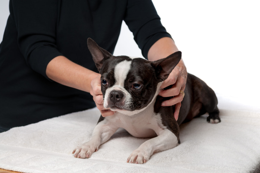 Cão da raça Boston Terrier recebendo cuidados terapêuticos em sessão de acupuntura veterinária, utilizada para recuperação pós-cirúrgica.