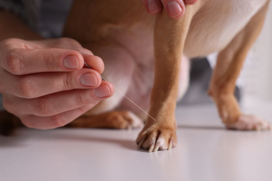 Aplicação de agulha de acupuntura na pata de um cão, tratamento terapêutico complementar para doenças crônicas em pets.