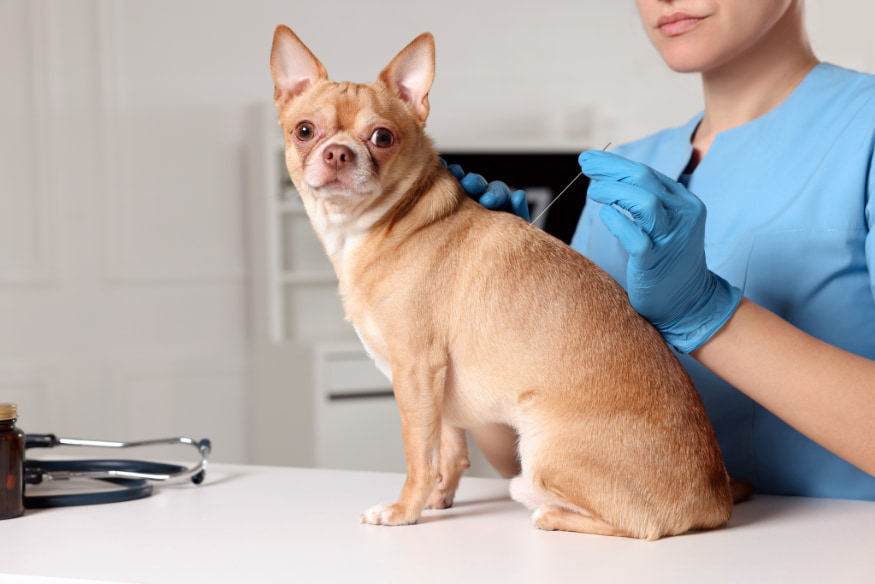 Cão pequeno recebendo sessão de acupuntura veterinária como parte de tratamento integrativo para pets em 2025.