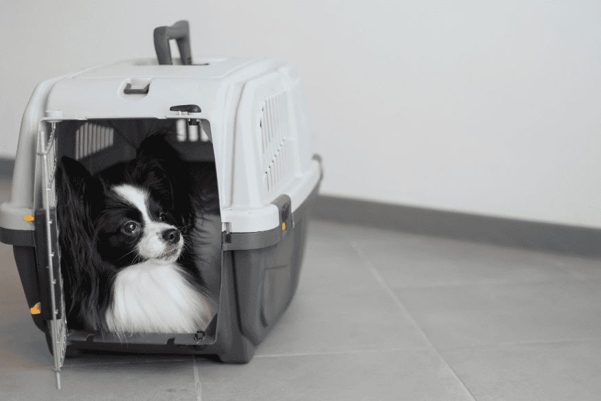 Cachorro acostumado com caixa de transporte, pronto para deslocamentos com segurança e conforto.