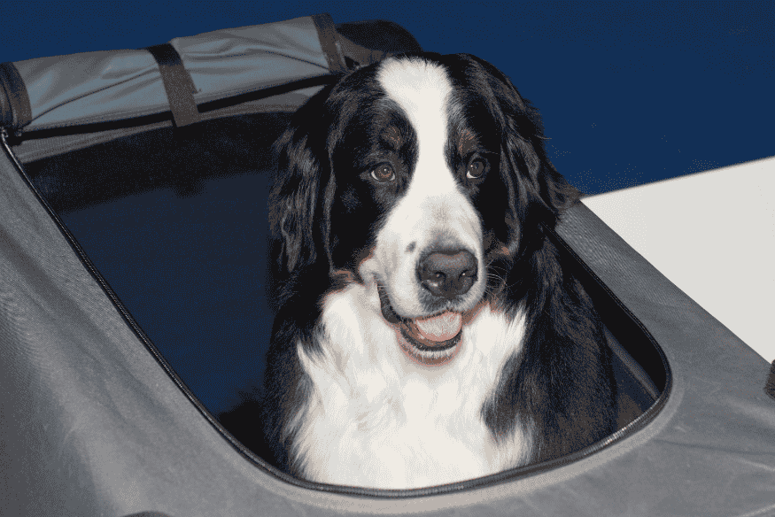 Cachorro grande usando caixa de transporte após treinamento eficiente e positivo.