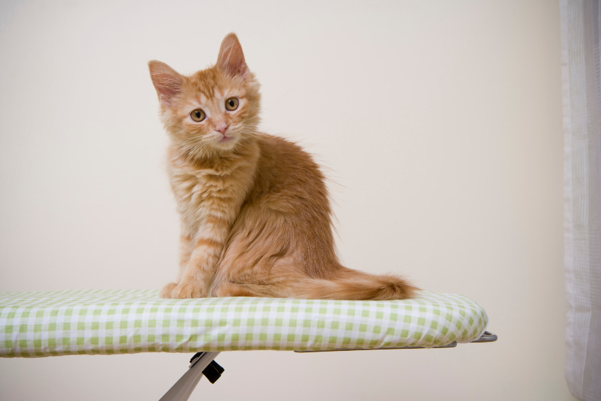Gatinho ruivo sentado em uma tábua de passar, ilustrando o truque de adestramento "sentar" para gatos domésticos.