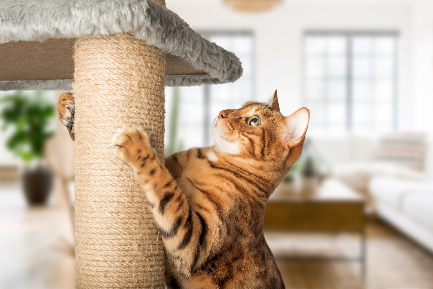 Gato rajado usando arranhador em ambiente doméstico, representando comportamento positivo incentivado por adestramento.