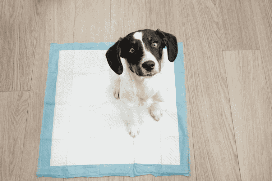Filhote de cachorro sentado em tapete higiênico azul e branco sobre piso de madeira, aprendendo o local correto para fazer xixi.