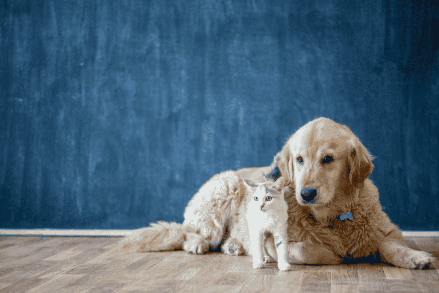 Golden retriever e gato filhote juntos, representando harmonia e previsibilidade no comportamento ao escolher um pet.