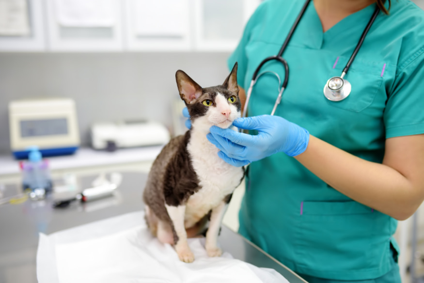 Veterinário examinando gato com alergia alimentar em clínica veterinária para diagnóstico e tratamento seguro.