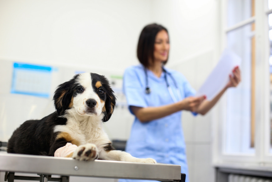 Veterinária analisando exame enquanto cachorro recebe tratamento para alergia alimentar em clínica veterinária.