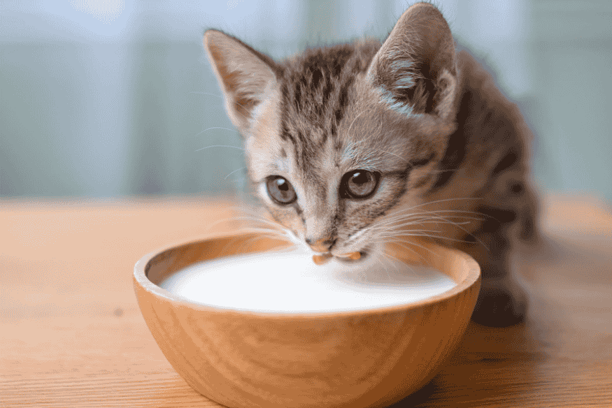 Filhote de gato bebendo leite de um pote de madeira, ilustrando o consumo de alimentos naturais com atenção às restrições.