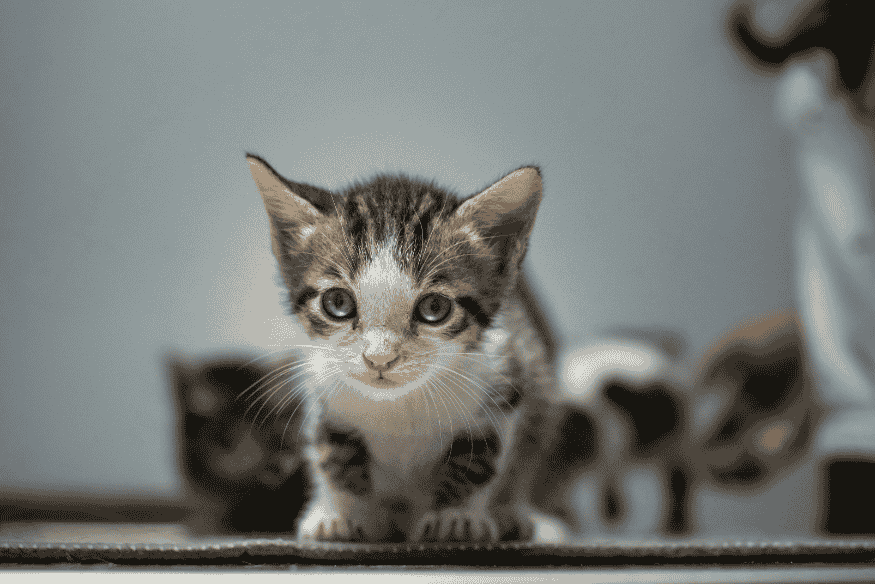 Gatinho filhote olhando para a câmera, simbolizando a importância de cuidados especiais na alimentação de gatos órfãos ou resgatados.