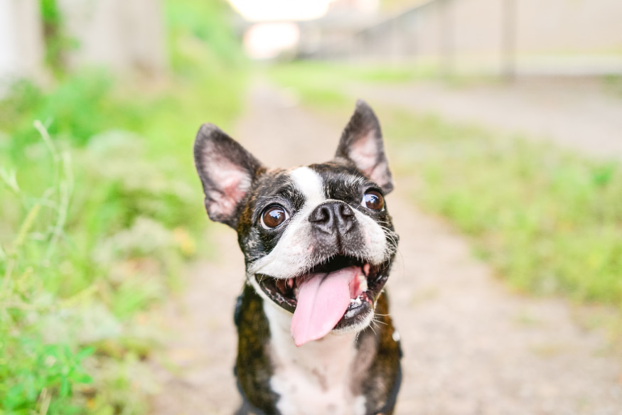 Cachorro feliz e saudável mostrando língua comendo alimentação natural fresca para pets, promovendo saúde e bem-estar.