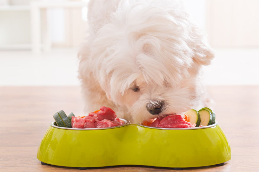 Cão de pequeno porte comendo alimentação natural caseira com carne crua e legumes, em comedouro verde, sobre piso de madeira.