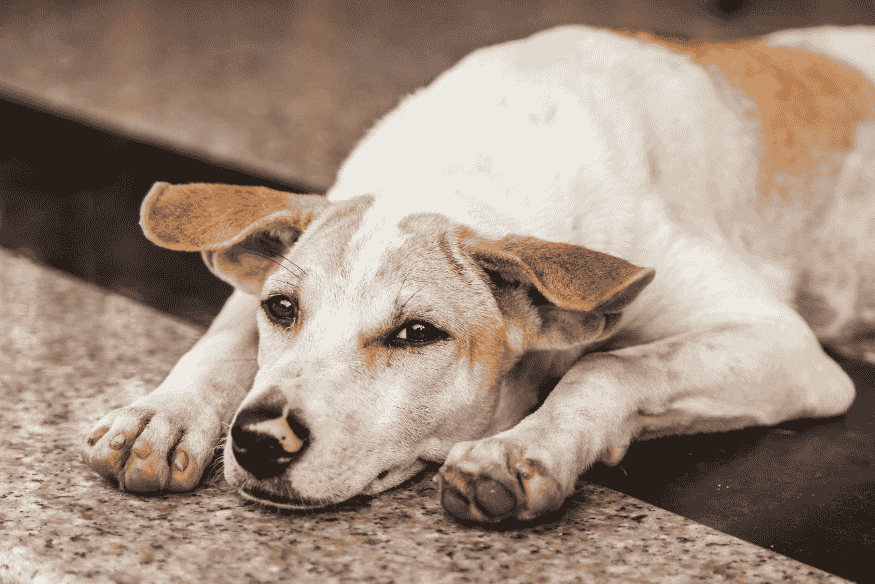 Cachorro com sinais de ansiedade de separação causado por estresse e ausência do tutor.