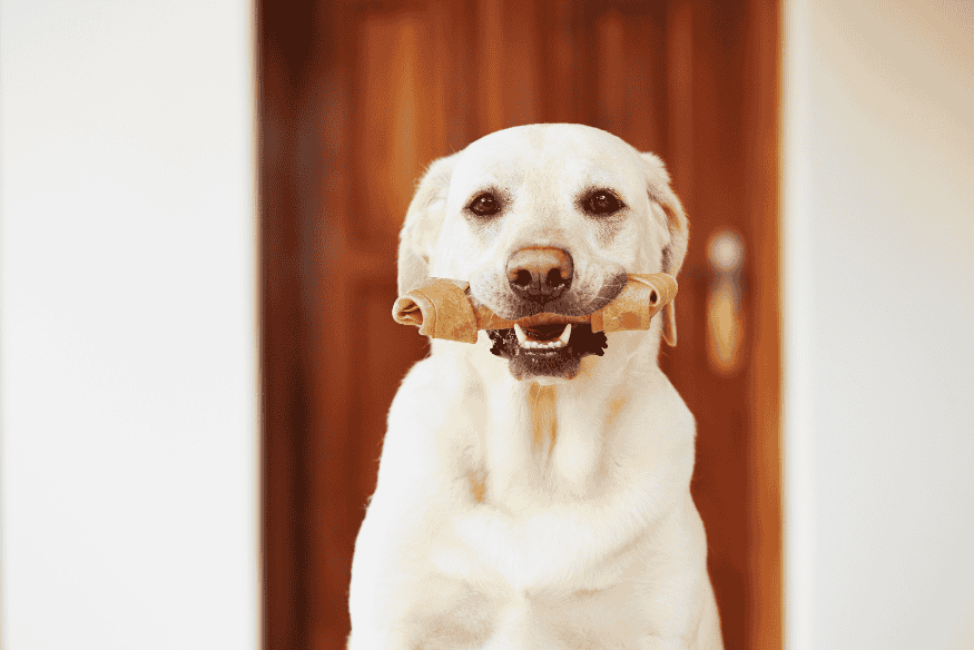 Cão com petisco na boca como técnica para reduzir a ansiedade de separação.