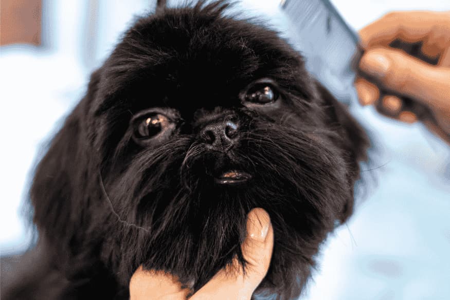 Cachorro de pelo preto sendo escovado por tutor durante o preparo para a tosa