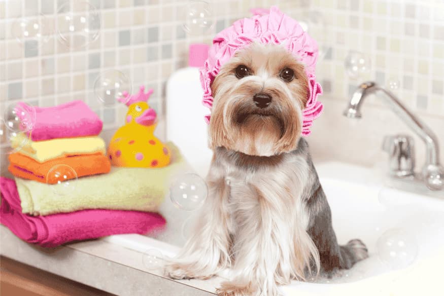 Cachorro tomando banho em casa com touca rosa e brinquedo de borracha ao fundo