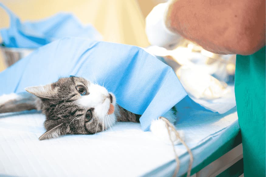 Gato anestesiado em mesa cirúrgica durante procedimento de castração com equipe veterinária