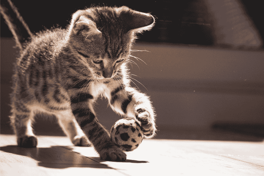 Gato filhote brincando com bola de meia recheada de petiscos – brinquedo caseiro seguro para pets.
