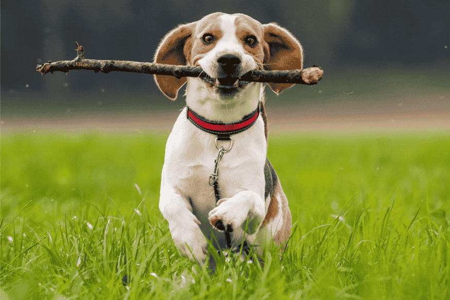 Cachorro correndo no campo com um galho na boca como brinquedo natural.