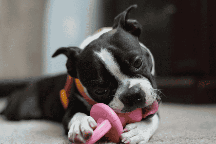 Cachorro roendo brinquedo interativo rosa para estimulação mental.