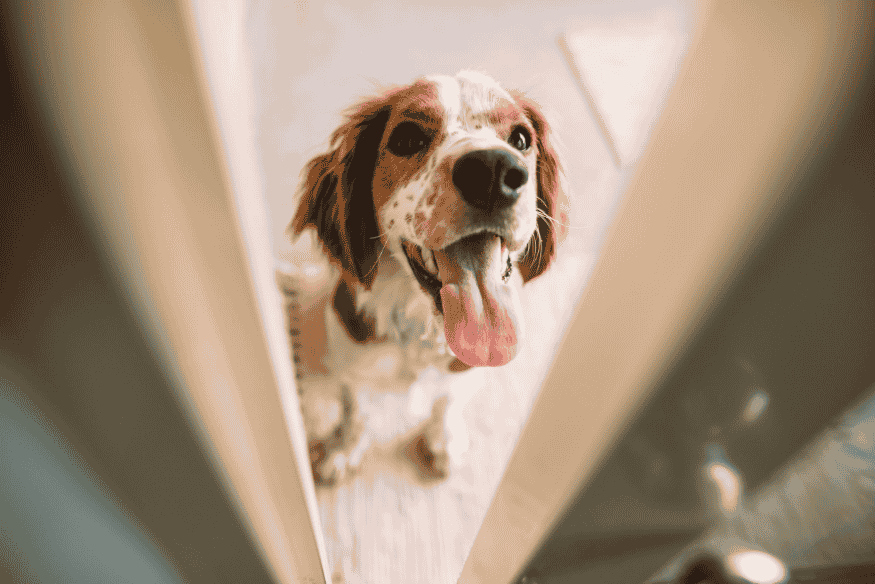 Cachorro ansioso olhando pela porta enquanto o tutor sai de casa.