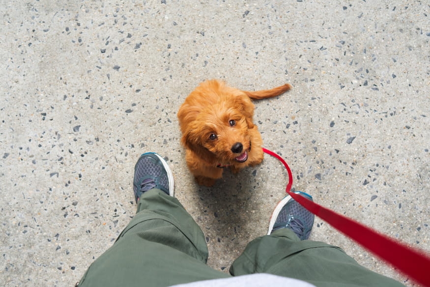 Cachorro filhote olhando para o tutor durante passeio com guia vermelha, ilustrando a importância de reforçar comandos básicos para adaptação do cão à chegada do novo bebê.
