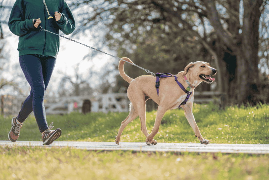 Pessoa caminhando com cachorro usando peitoral anti-puxão, em ambiente ao ar livre, demonstrando passeio tranquilo com equipamento adequado.