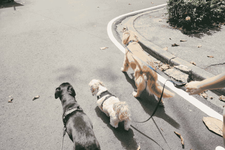 Três cães passeando calmamente na rua com guia, mostrando resultado de técnicas para evitar que puxem durante o passeio.