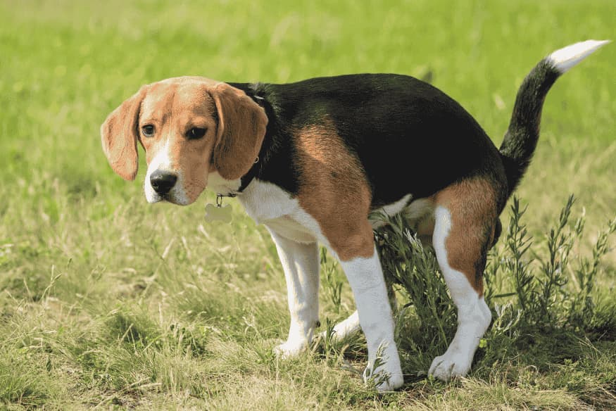 Cachorro defecando em área verde após consumir frutas seguras.