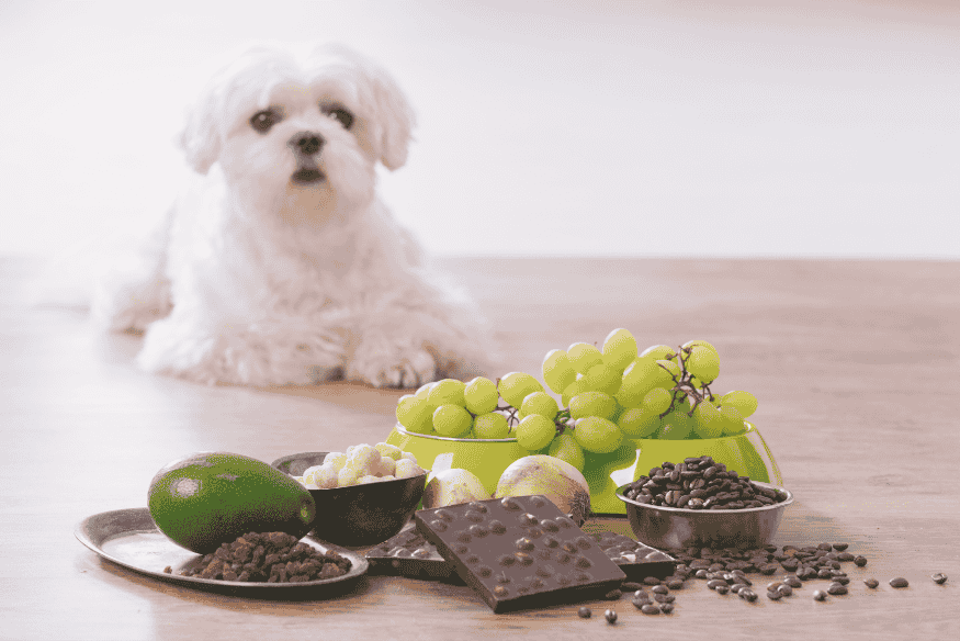 Alimentos tóxicos para cães como uvas, chocolate e abacate ao lado de um cachorro.
