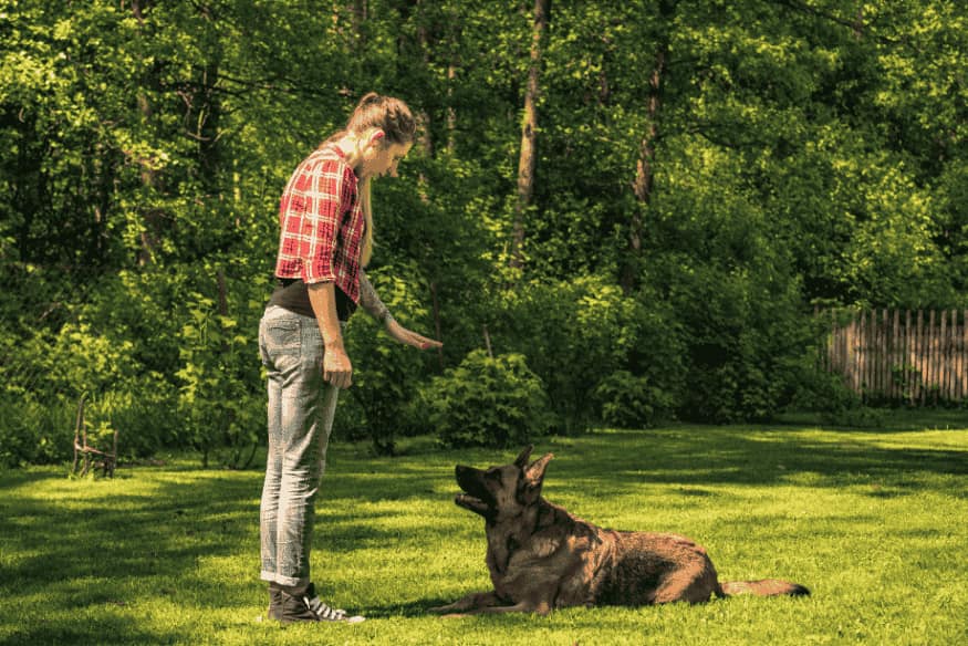 Tutor ensinando o comando "ficar" a um cachorro em área verde.