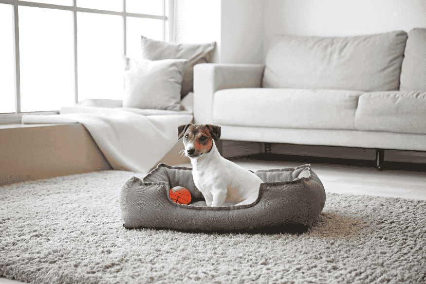 Cachorro pequeno em cama pet dentro de apartamento com decoração moderna, ideal para quem tem pouco espaço.