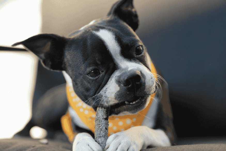 Cachorro utilizando petisco mastigável para ajudar na limpeza dos dentes de forma natural.