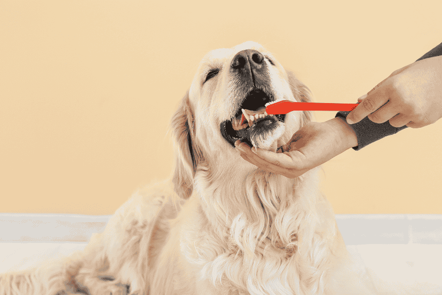 Tutor escovando corretamente os dentes do cachorro com escova específica para pets.