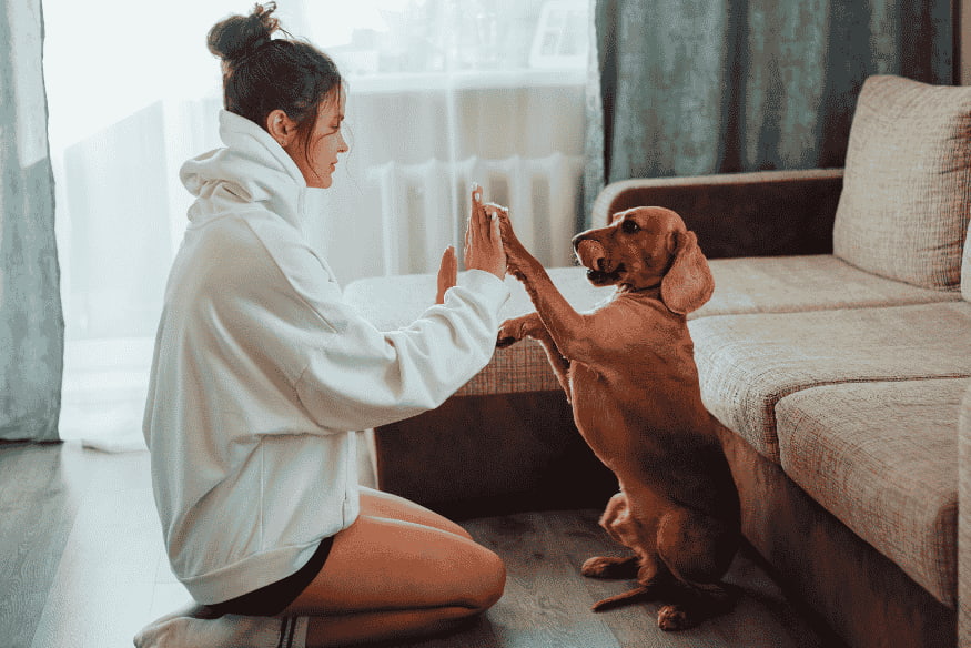 Treinamento positivo em casa para controlar latidos excessivos ao reduzir estímulos externos.