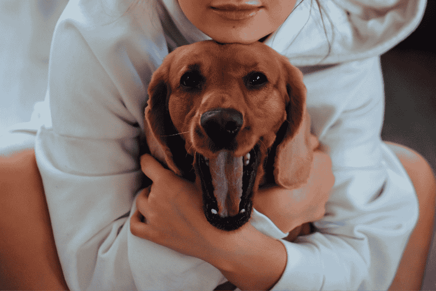 Relação afetiva entre tutora e cachorro após redução dos latidos excessivos com técnicas positivas.