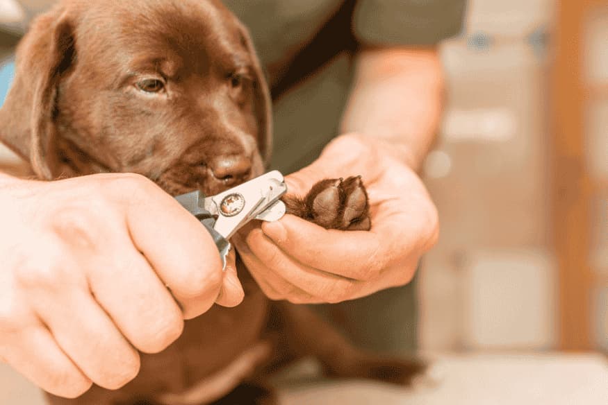 Pessoa cortando a unha de um filhote de cachorro marrom com cortador próprio.