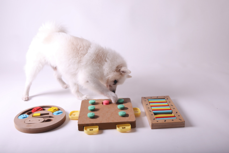 Cão idoso branco interagindo com brinquedos de estímulo mental para cães, promovendo saúde cognitiva e qualidade de vida na terceira idade.
