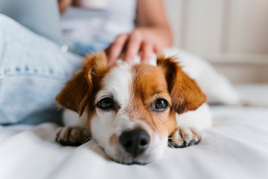 Cachorro idoso de raça pequena deitado confortável em cama branca, recebendo carinho de tutor com jeans, ilustrando cuidados essenciais para cães idosos.