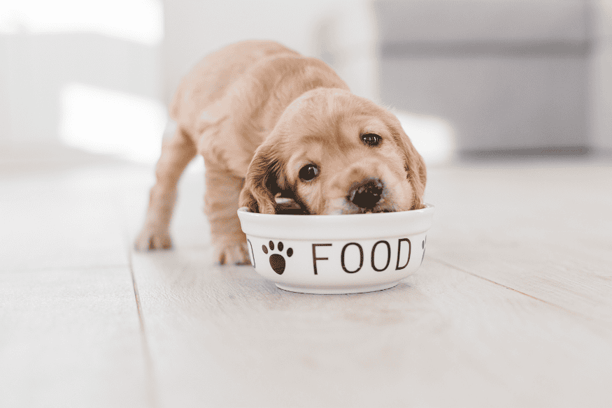 Filhote comendo em um potinho branco escrito “FOOD”, representando alimentação adequada nos primeiros meses de vida.