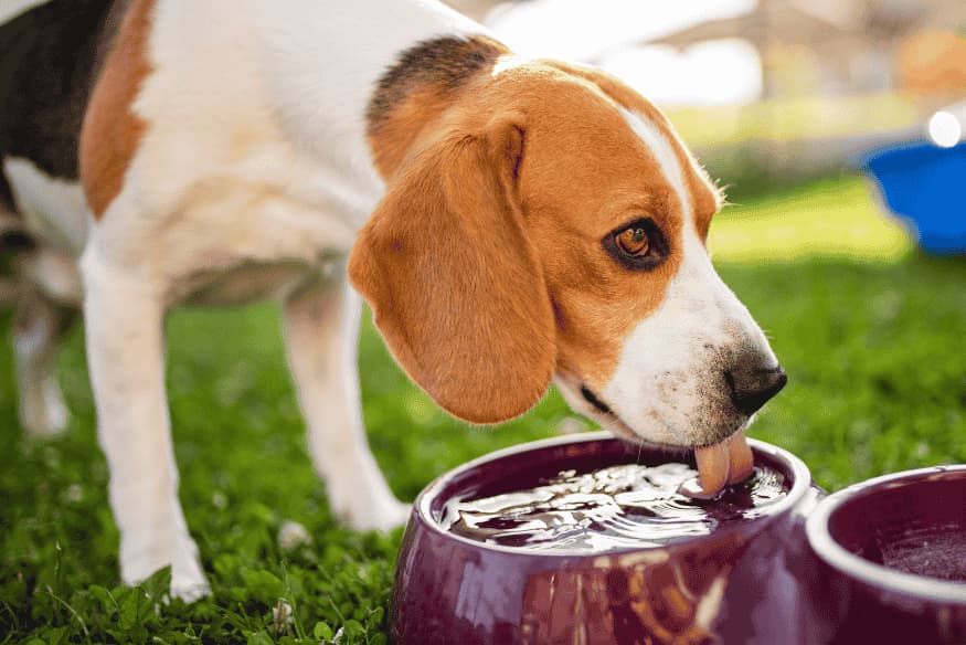 Cachorro da raça Beagle bebendo água fresca em bebedouro ao ar livre durante o verão