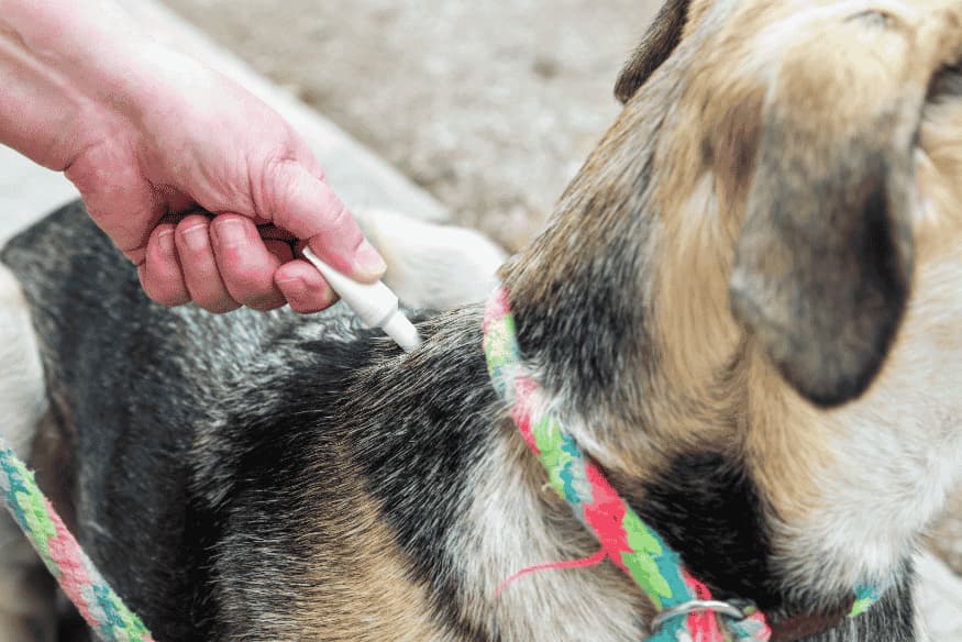 Pessoa aplicando antipulgas no dorso de um cachorro com coleira colorida