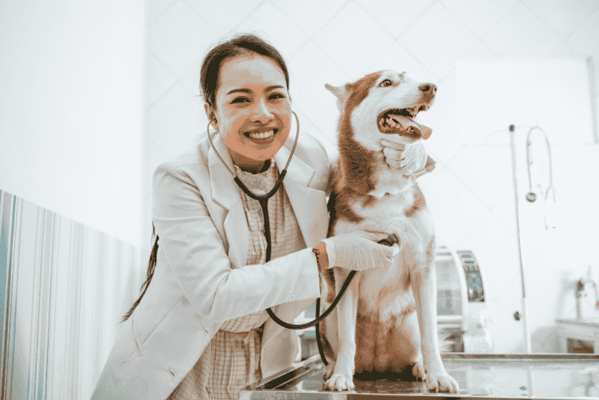 Veterinária examinando um cachorro husky com estetoscópio durante consulta preventiva de verão