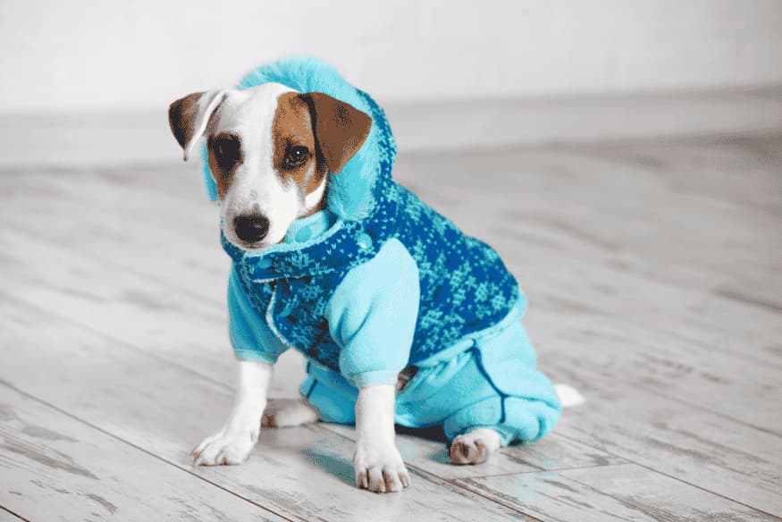 Cachorro da raça Jack Russell com roupa azul de frio, em chão de madeira dentro de casa.