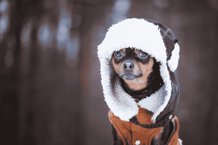 Cão de pequeno porte vestido com roupa de frio e touca, em ambiente externo durante o inverno.