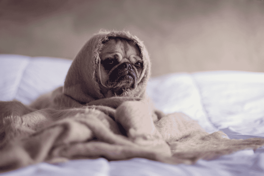 Cachorro enrolado em cobertor felpudo, protegendo-se do frio intenso durante o inverno.