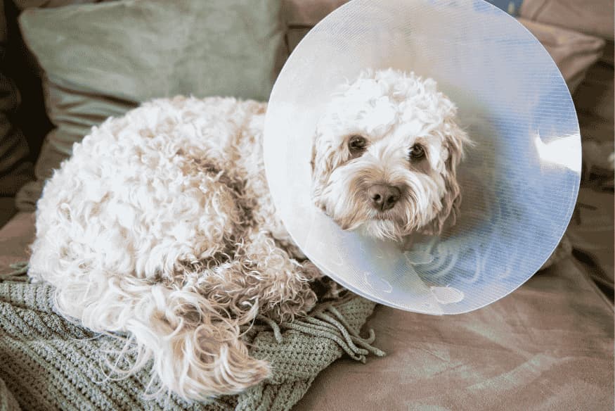 Cachorro com colar elisabetano descansando após procedimento cirúrgico.