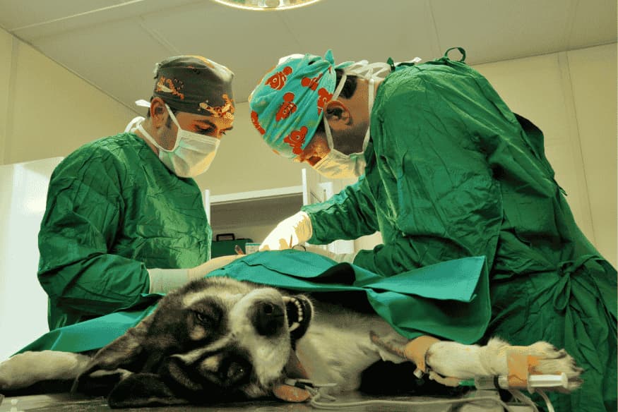 Equipe veterinária realizando cirurgia em cachorro em ambiente esterilizado.