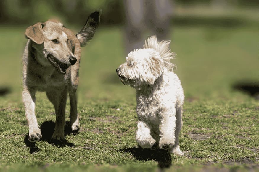 Dois cães saudáveis brincando ao ar livre, resultado de uma alimentação caseira equilibrada e nutritiva.